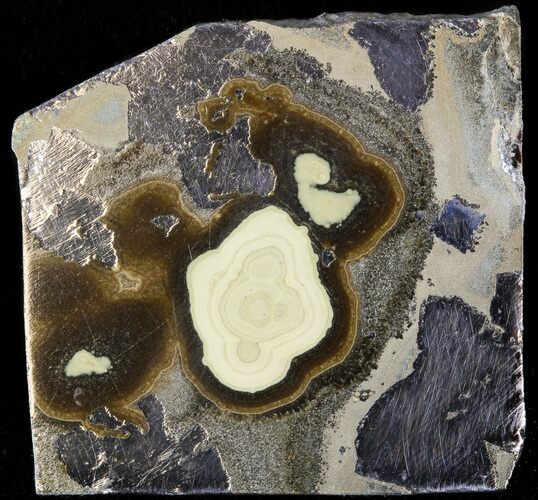 Polished Schalenblende Slice - Poland #43915